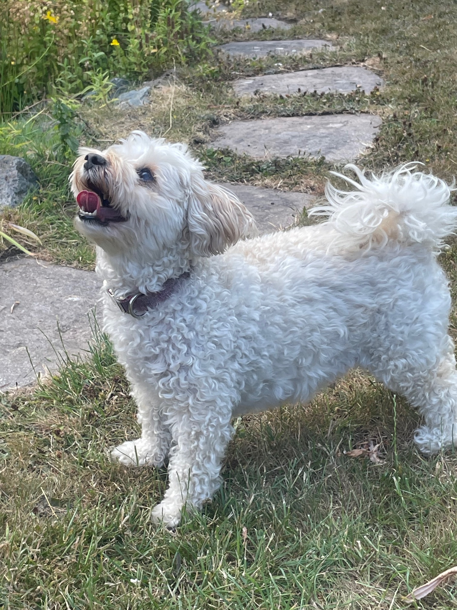 Stella