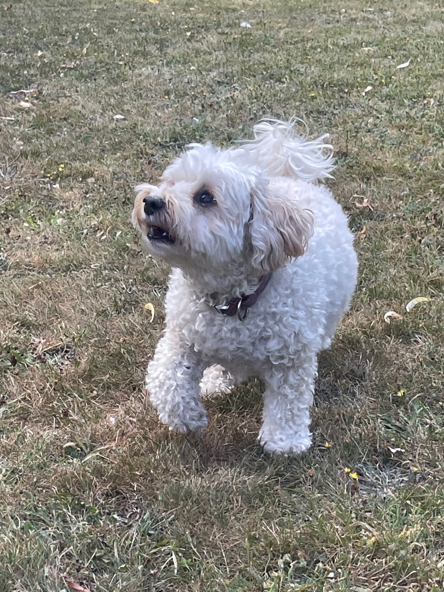 Stella