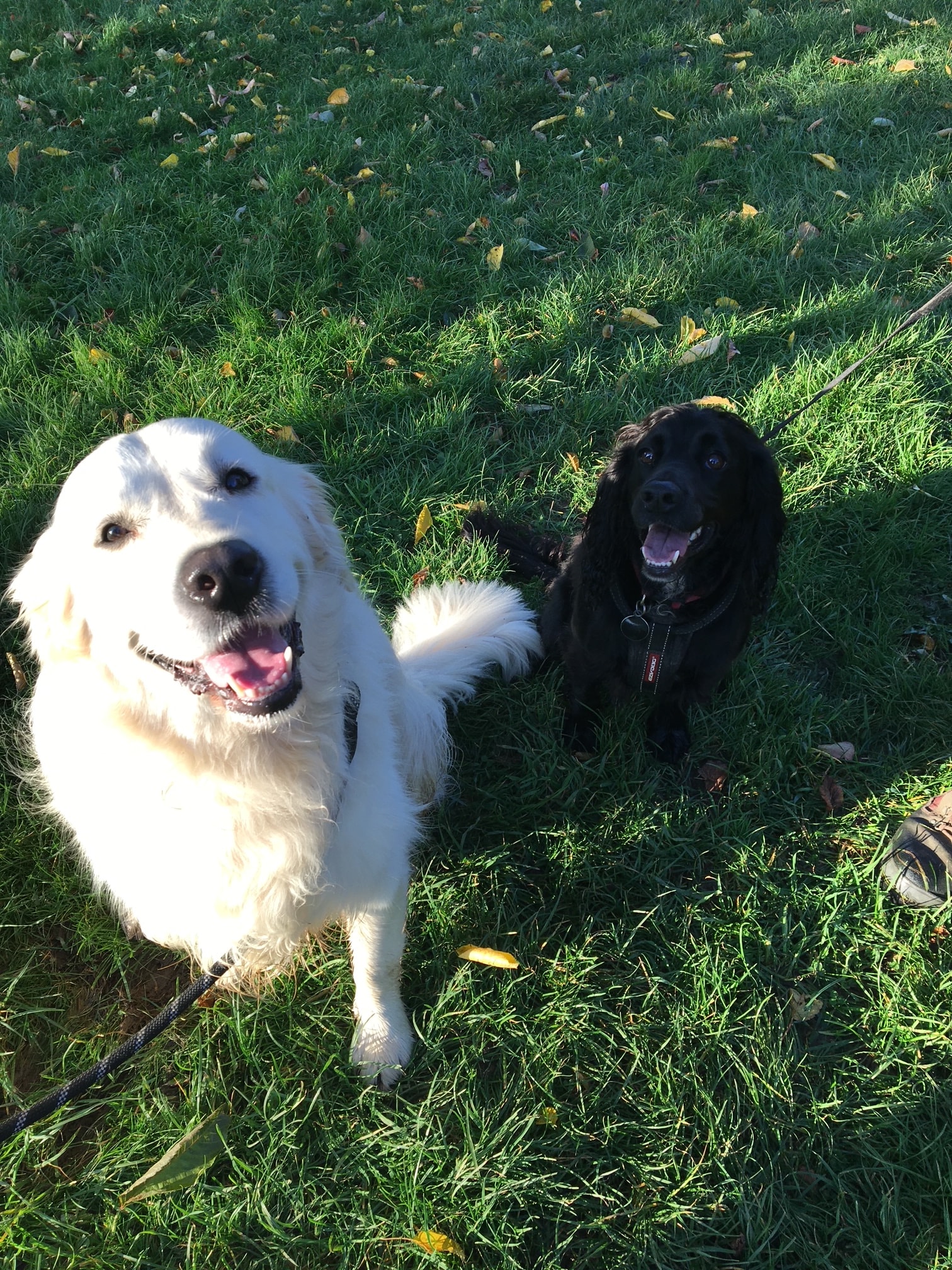 Toby and Bowser